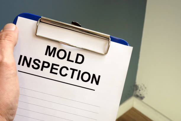 Why You Should Choose Our Mold Remediation Services in Aptos Hills Larkin Valley, CA